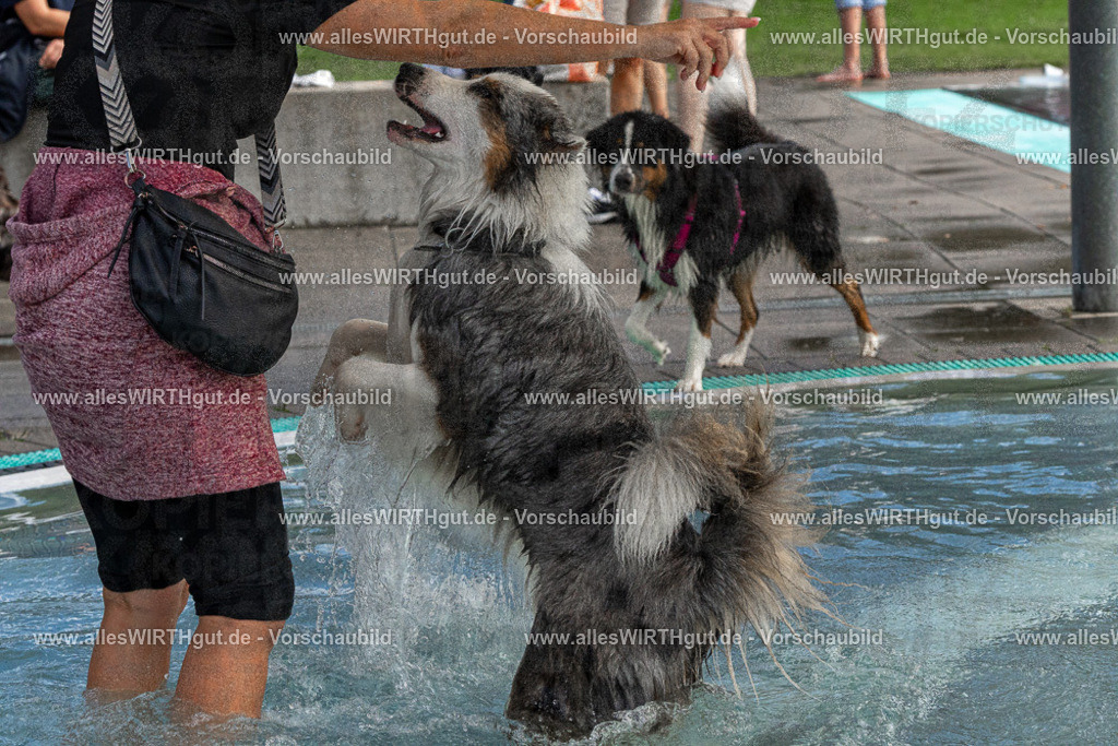Hundeschwimmen_Volksbad_2026-allesWIRTHgut_Tierfotografie-2609061511-FAY07122 | Professionelle Tierfotografie in Mönchengladbach von Daniel Wirth (allesWIRTHgut). Liebevolle & natürliche Bilder von Hunden & Katzen für unvergessliche Erinnerungen.