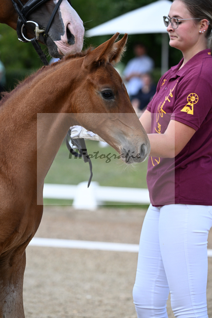 Kat-Nr. 11 Va Bene x Sezuans Donnerhall_HF_Boehm_29250384 | hf-fotografie - Realizzato con Pictrs.com