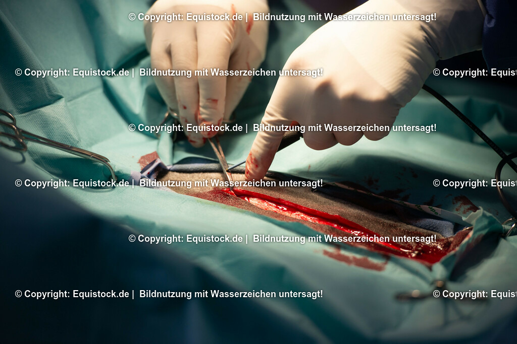 20191022_Kolik_OP_0027 | equistock