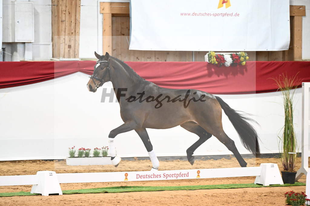 Kat-Nr. 54 Va Bene x Charmeur_Mueller_43231737 | hf-fotografie - Realisiert mit Pictrs.com