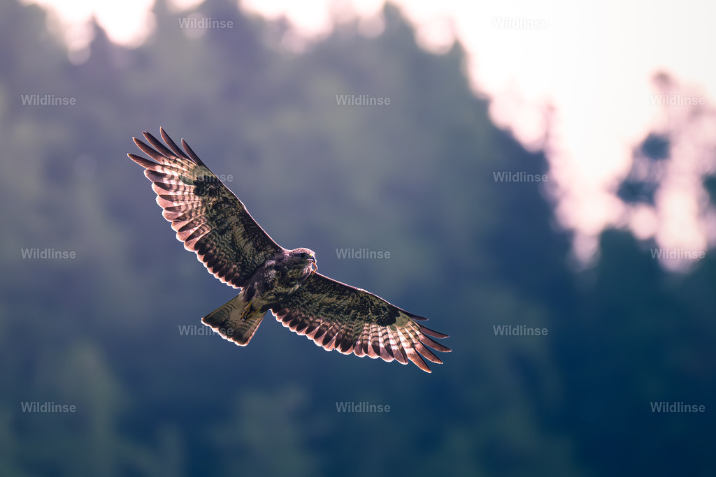 Wildlinse-250810-1 | Willkommen bei Wildlinse. Wildtierfotografien aus Schleswig-Holstein: Entdecke einzigartige Fine-Art-Prints und Poster, die Ruhe, Wildnis und die Schönheit unserer heimischen Tierwelt in dein Zuhause bringen. - Realisiert mit Pictrs.com