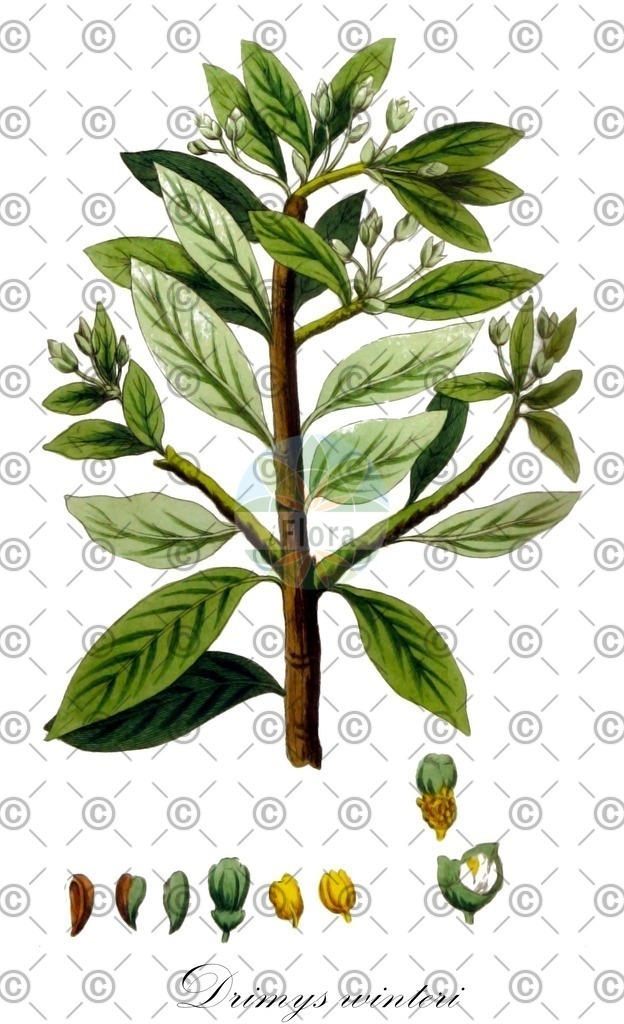 HistAbb_wfo-0000656826_1_ENZY_Simple | Historische Abbildung von Drimys winteri - Winteraceae | Historical Illustration of Drimys winteri - Winteraceae