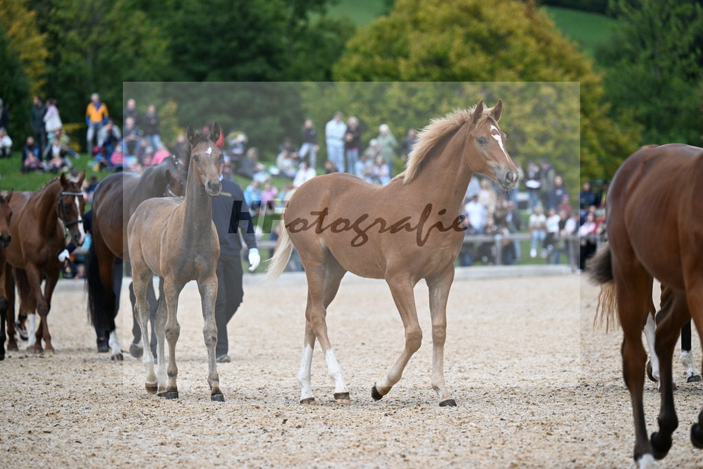 Nachzucht aus dem Hauptgestuet_34251249 | hf-fotografie - Realizzato con Pictrs.com