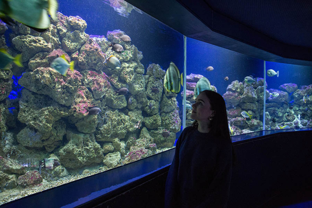 Aquarium im Zoo Leipzig | Entdecke über 20 Kategorien Leipzig-Motive: Foto-Downloads, hochwertige Poster, Leinwand- & Fine-Art-Prints. Jetzt Lieblingsfoto im Bildlexikon Leipzig Shop bestellen!