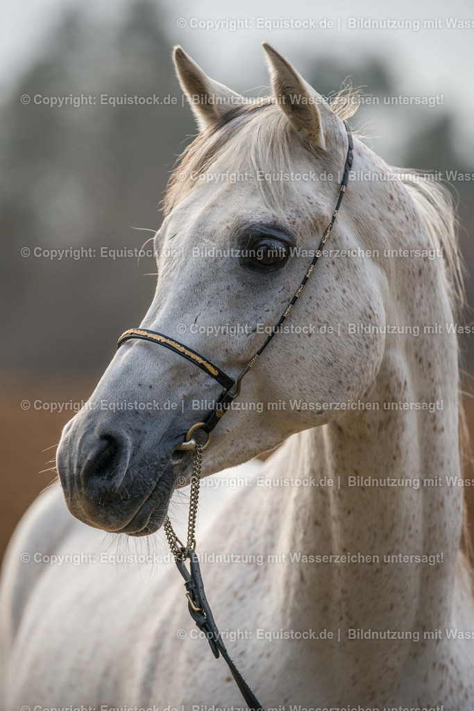 20160312_Araber_Portrait_0001 | equistock