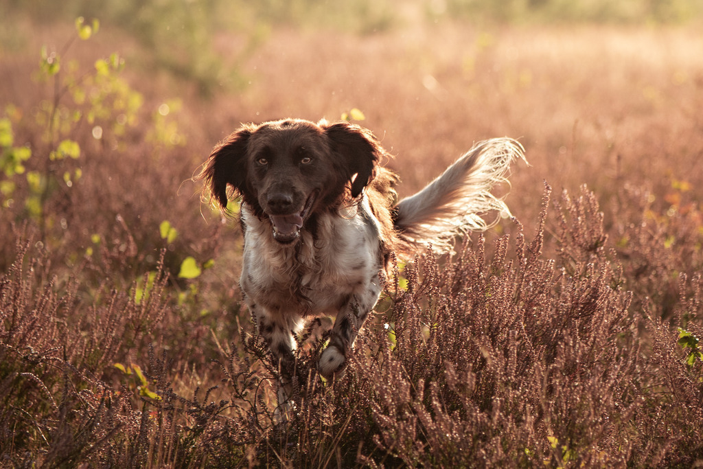 _DSC0339 | photography by friederike - Realisiert mit Pictrs.com