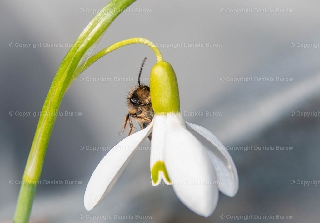 Biene | danielaburow - Realisiert mit Pictrs.com