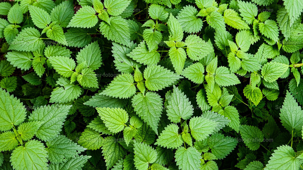 Brennesseln | Brennesseln - Realisiert mit Pictrs.com