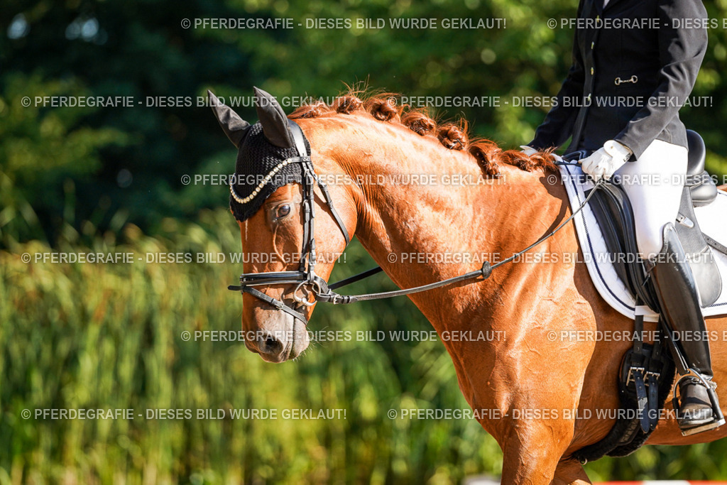 DSC09144 | Pferdegrafie