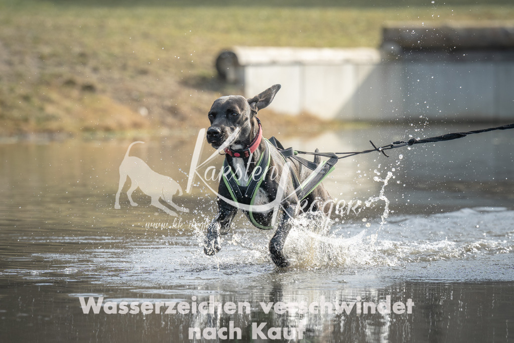 1044_ZZ99423 | kk-dogfotos