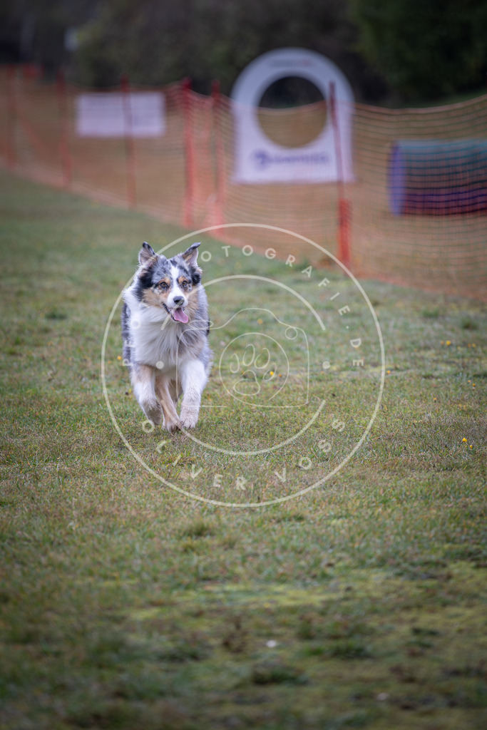 Pfotenfotografie_DV3A9523 | Hundefotografie, Tierfotograf, Pfotenfotografie, Fotoshooting Hund, Hunde Portrait, Hundesport, Hundeportraits, Heideshooting, Hunde, Sportfotograf, Hundefotograf, Turnierhundsport, THS,  - Realisiert mit Pictrs.com