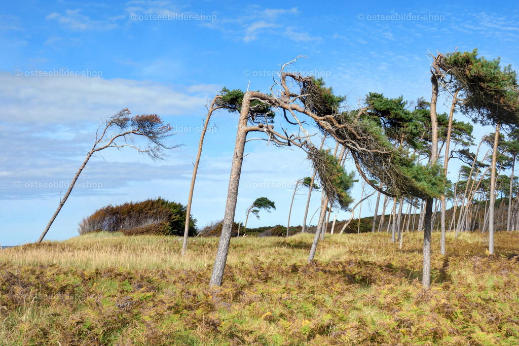 Windflüchter am Weststrand | Kiefern mit auffällig geformten Kronen "flüchten" buchstäblich vor dem Wind, indem sie ihre Wuchsrichtung anpassen und wie Wetterfahnen auswehen.