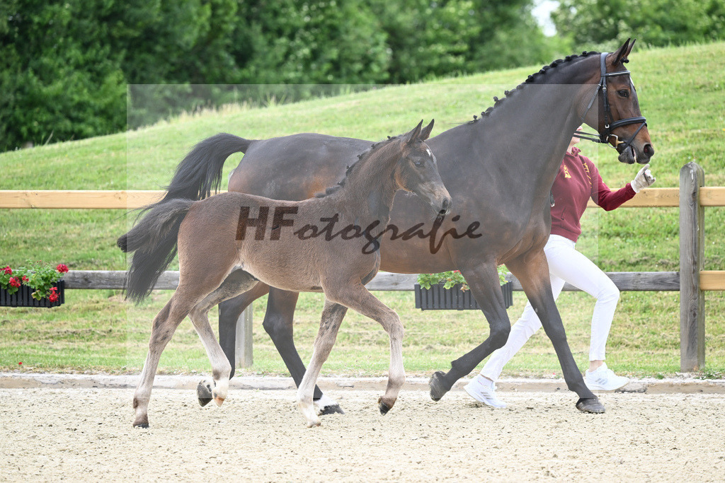 Kat-Nr. 6 SF Diago_Berger_17230113 | hf-fotografie - Realizzato con Pictrs.com