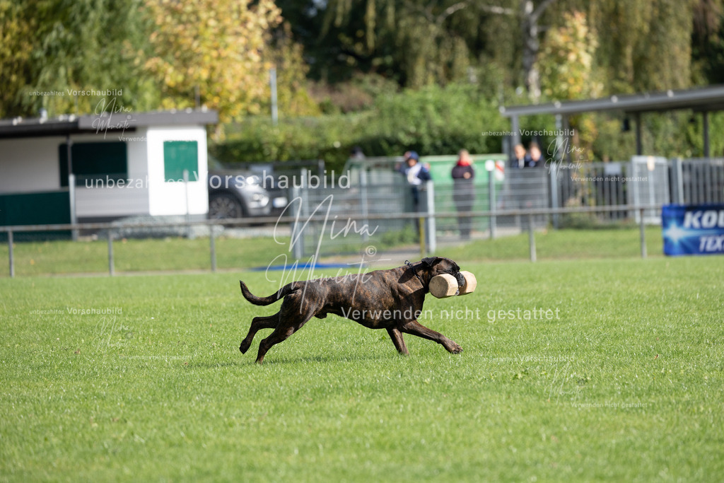 _16A6817 | Einzigartige Fotos von Hunden & Menschen –Actionfotos, Portraits, Vereinsaufnahmen & Paarshootings – authentisch, lebendig & mit Herz.