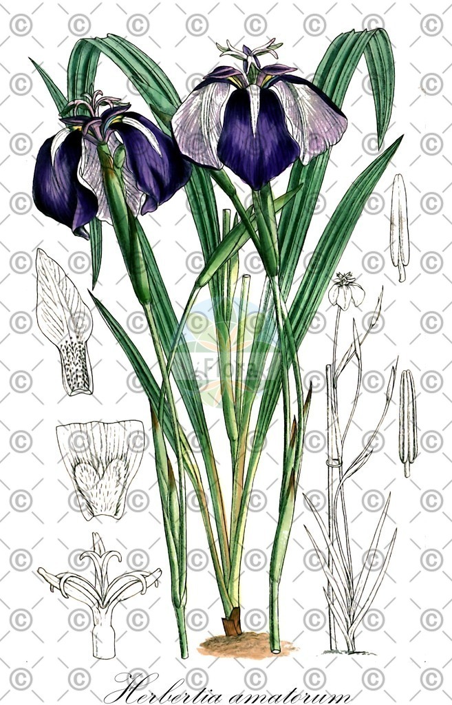 HistAbb_wfo-0001196358_1_ENZY_Simple | Historische Abbildung von Herbertia amatorum - Iridaceae | Historical Illustration of Herbertia amatorum - Iridaceae