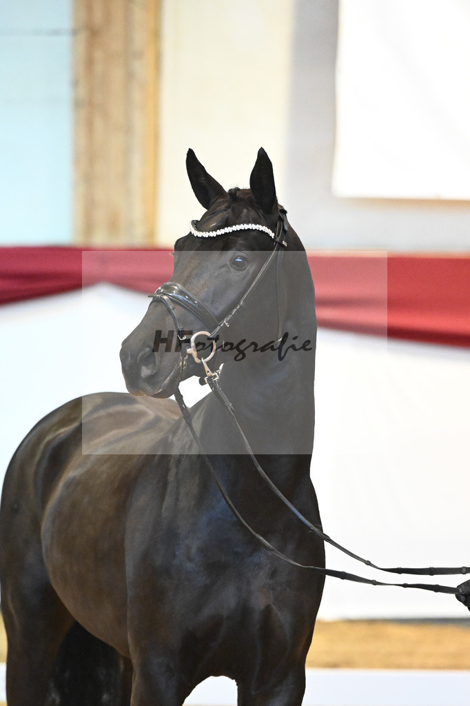 Kat-Nr. 49 Springbank II VH x Dante Weltino_Winklmaier_43232056 | hf-fotografie - Realisiert mit Pictrs.com