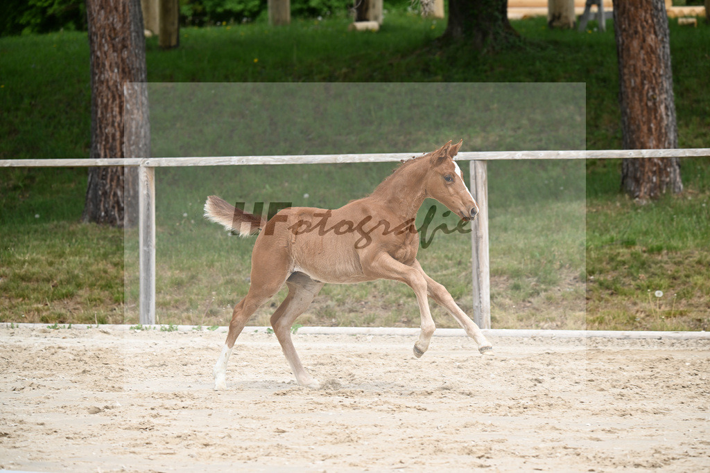 Kat-Nr. 15 SF Erste Sahne x Va Bene_Vierl_24260115 | hf-fotografie - Realisiert mit Pictrs.com