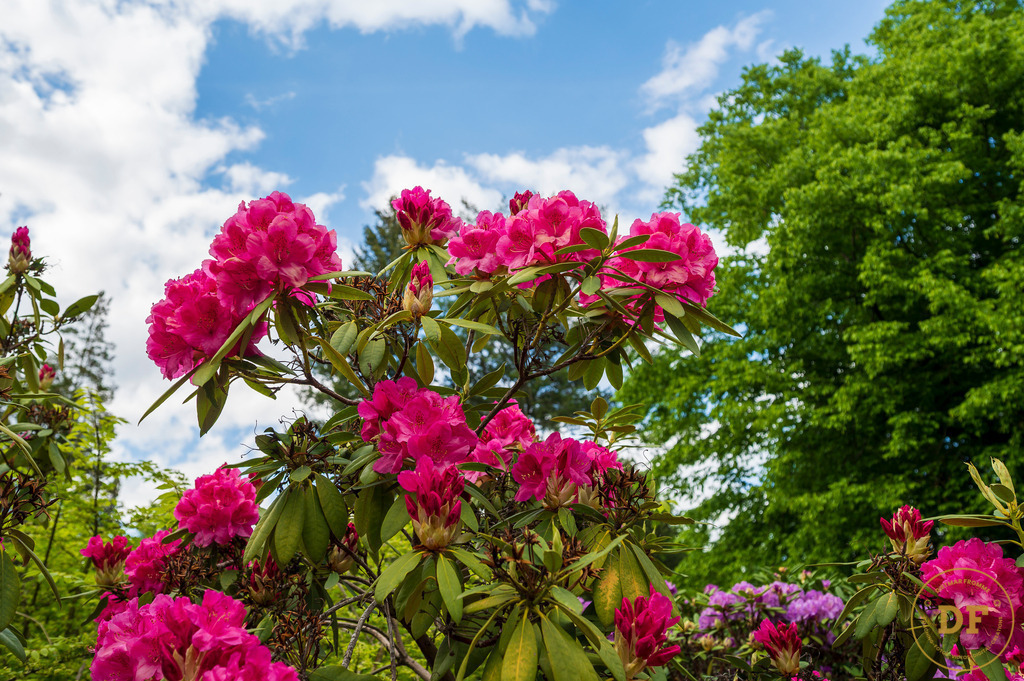 20250511-_1DS0516 | Geschenke, Wandbilder und Accessoires mit Motiven aus Dresden und anderen schönen Orten zur Verschönerung Deines zu Hauses und zum verschenken gewünscht? Wähle Deine Lieblingsbild auf dem Produkt Deiner Wahl. 