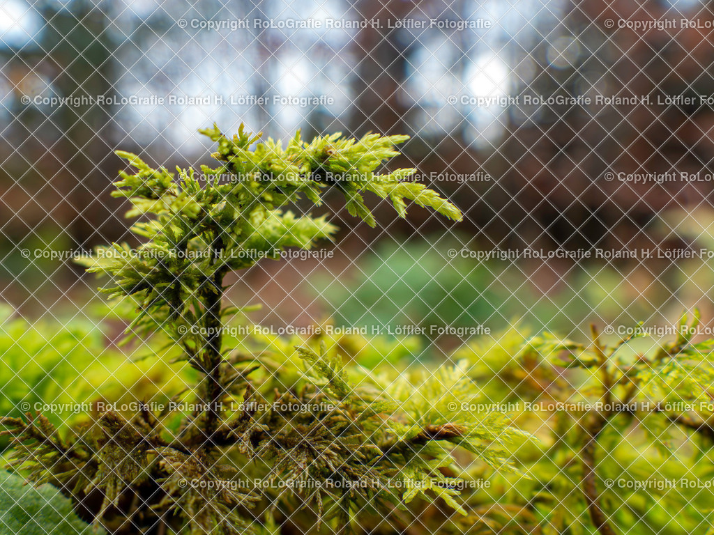 Lycopodiella cernua (L.) Pic.Serm._Familie-Lycopodiaceae (2) | Lycopodiella cernua (L.) Pic.Serm. Aus der Familie der Lycopodiaceae - Realisiert mit Pictrs.com