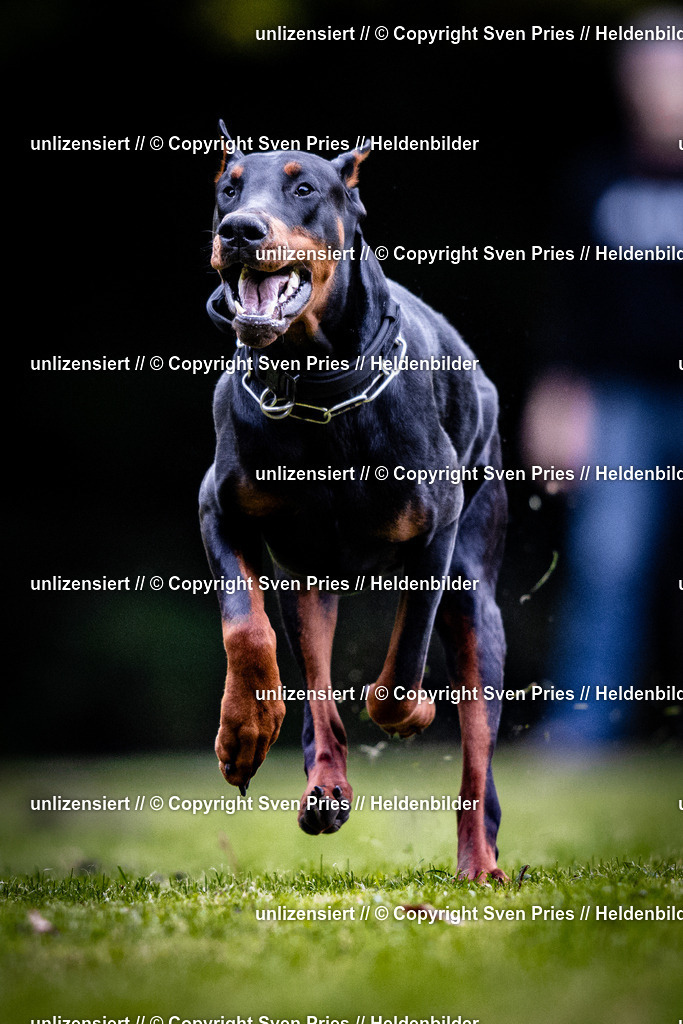 Sven Pries | 2025-10-03 - Hunderennen Obergrombach - Realisiert mit Pictrs.com