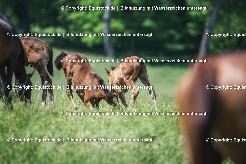 20210617_Fohlen_0414 | Foto: Thomas Hartig