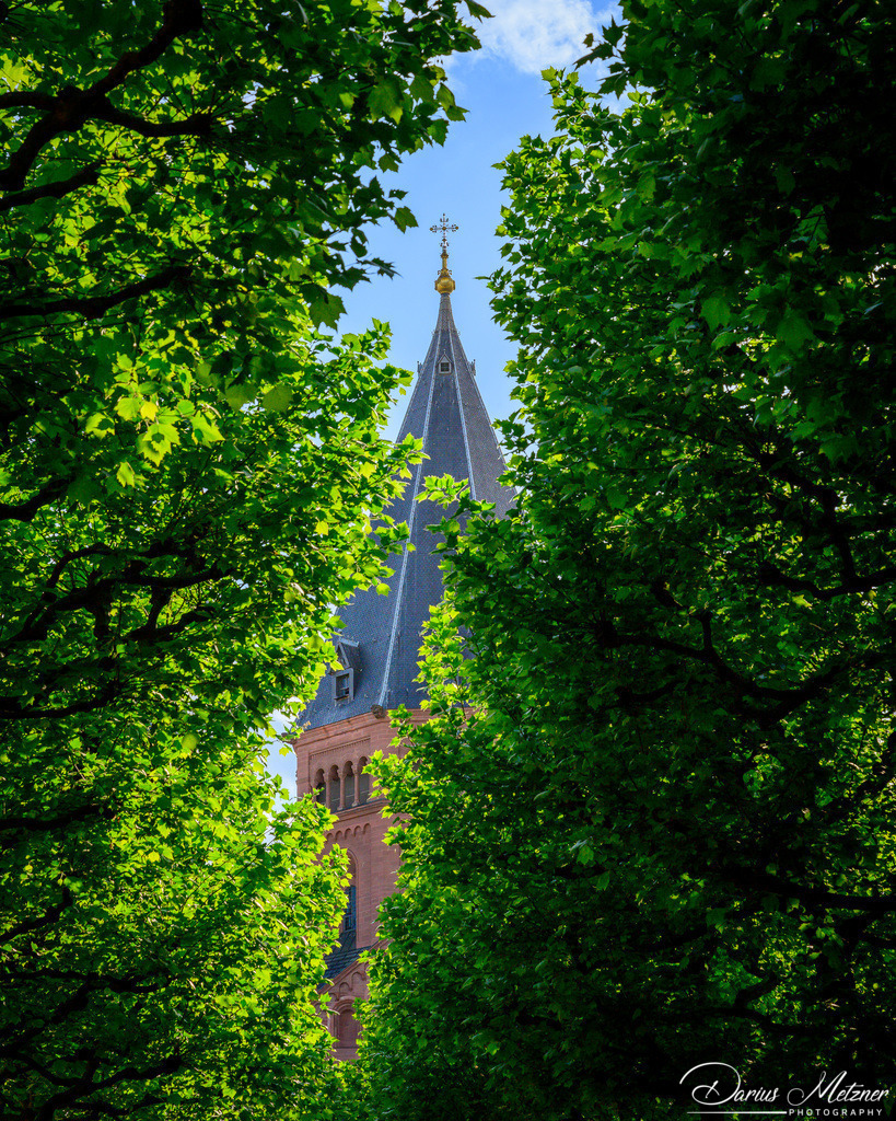 Der Mainzer Dom St Martin | Der Mainzer Dom St Martin durch das Grün der Bäume am Liebfrauenplatz