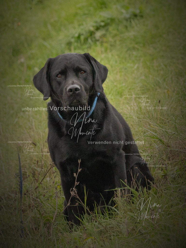 _16A0753-1 | Einzigartige Fotos von Hunden & Menschen –Actionfotos, Portraits, Vereinsaufnahmen & Paarshootings – authentisch, lebendig & mit Herz.