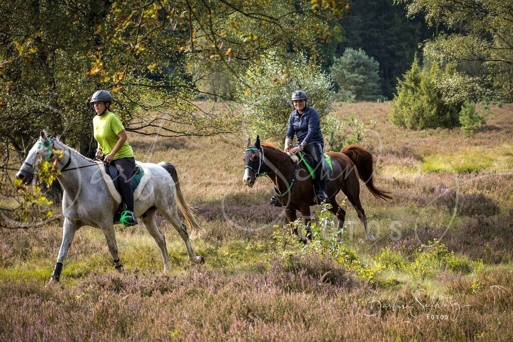 DdLH-WehlenerHeide_2025-09-20_31 | Fotografie, Veranstaltungs-Fotografie, Pferde-Fotografie, Landschafts-Fotografie, Reise-Fotografie - Realisiert mit Pictrs.com