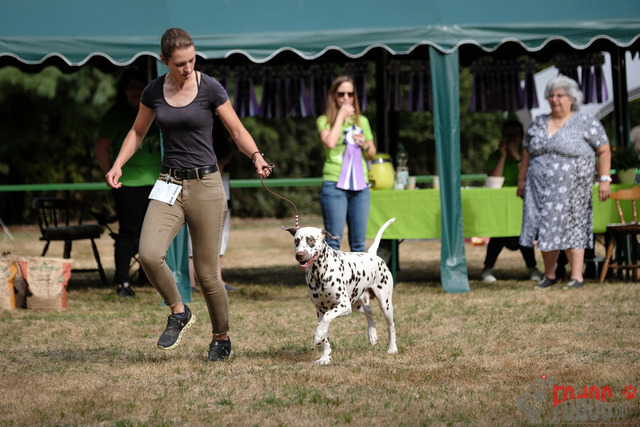 Dalmatiner Hilden | Dalmatiner, Regionalgruppenausstellung Regio West Hilden. Richterin Sivia Weber-Martegani.  in Hilden  03.09.2022 Foto: Leo Wyden
