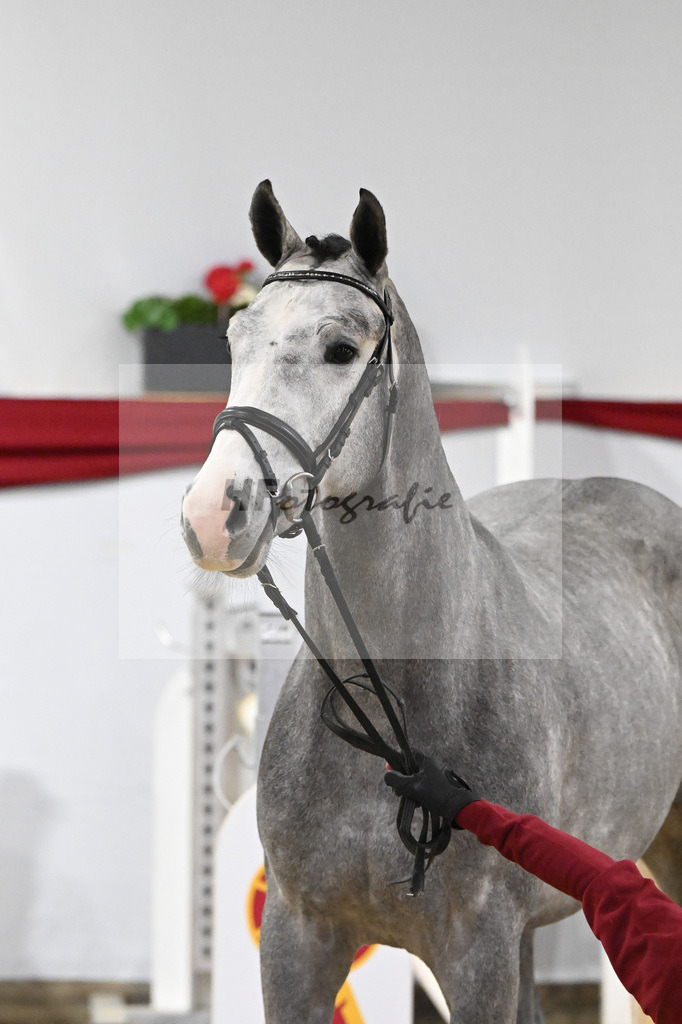 Kat-Nr. 44 v. Karajan_Mueller_63221048 | hf-fotografie - Realisiert mit Pictrs.com