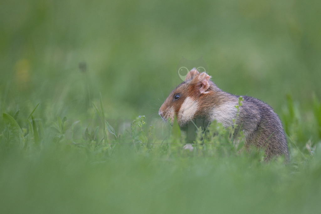 R5NF5960_20240511 | Der Feldhamster (Cricetus cricetus) ist die einzige Art der Gattung Hamster in Europa und etwa so groß wie ein Meerschweinchen. Er legt einen weit verzweigten Bau unter dem Acker an. Der hübsche Nager ernährt sich von Getreide und anderen Feldfrüchten und hält von circa Oktober bis April einen festen Winterschlaf. - Realisiert mit Pictrs.com