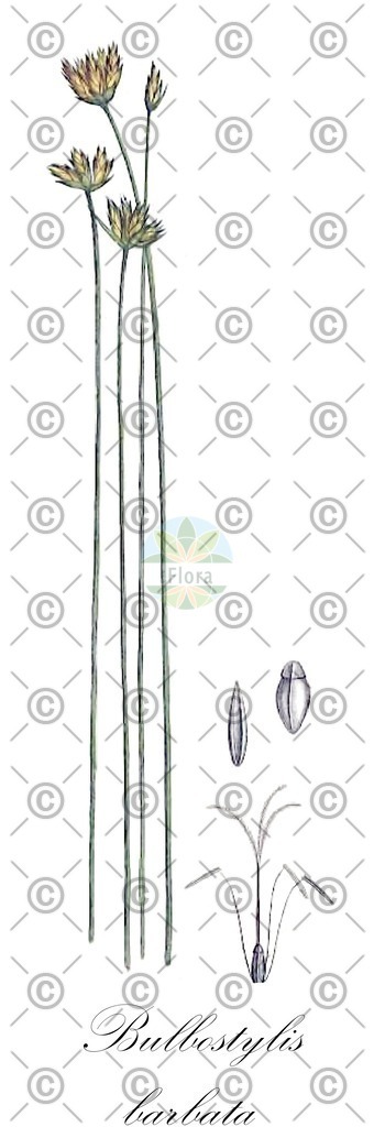 HistAbb_wfo-0000342243_1_ENZY_Simple | Historische Abbildung von Bulbostylis barbata - Cyperaceae | Historical Illustration of Bulbostylis barbata - Cyperaceae