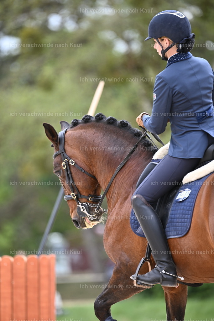 PI26_ST_Sara_Landvogt226_4060.JPG | working equitationturnier fotograf videograf stoibphotography marixx film working equitation deutschland reitsport turnierfotografie eventfotografie equestrian events
