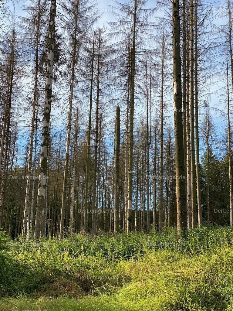 da4b6303-5d02-4525-966c-f47f4e0b10a5 | Fotogalerie & Shop für www.DerLemgoer.de - Mit Vorschau und Bestellmöglichkeit meiner Fotos von verscchiedenen Events in Lemgo / Lippe & OWL.