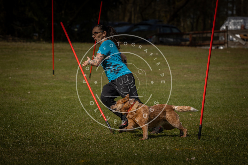 Pfotenfotografie_DV3A4843 | Hundefotografie, Tierfotograf, Pfotenfotografie, Fotoshooting Hund, Hunde Portrait, Hundesport, Hundeportraits, Heideshooting, Hunde, Sportfotograf, Hundefotograf, Turnierhundsport, THS,  - Realisiert mit Pictrs.com