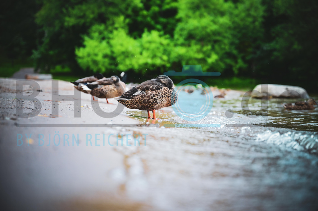 Camouflage | Tiere
© Björn Reichert/Bhoto.de