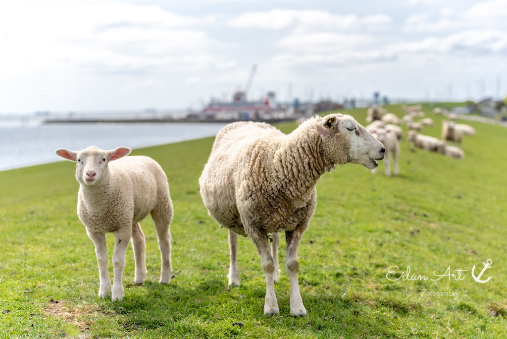 EAF_1244 | Eilun-Art-Fotografie Levke Martens, ihre Fotografin für Immobilien- und Landschaftsfotografie auf Föhr, Föhrer Motive als Poster, Leinwand, hinter Acrylglas oder stelle dir deinen eigenen Monatskalender zusammen, mit nur einem Klick