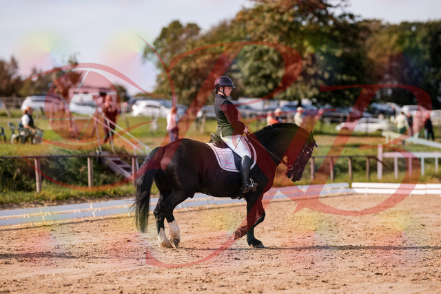 2026_10_03_Siefer-Hof_121015_Z81_12203361 | Professionelle Reitsport-, Turnier- und Eventfotografie von Robert Broda. Galerien mit ausgewählten und bearbeiteten Bildern direkt online ansehen und bestellen.