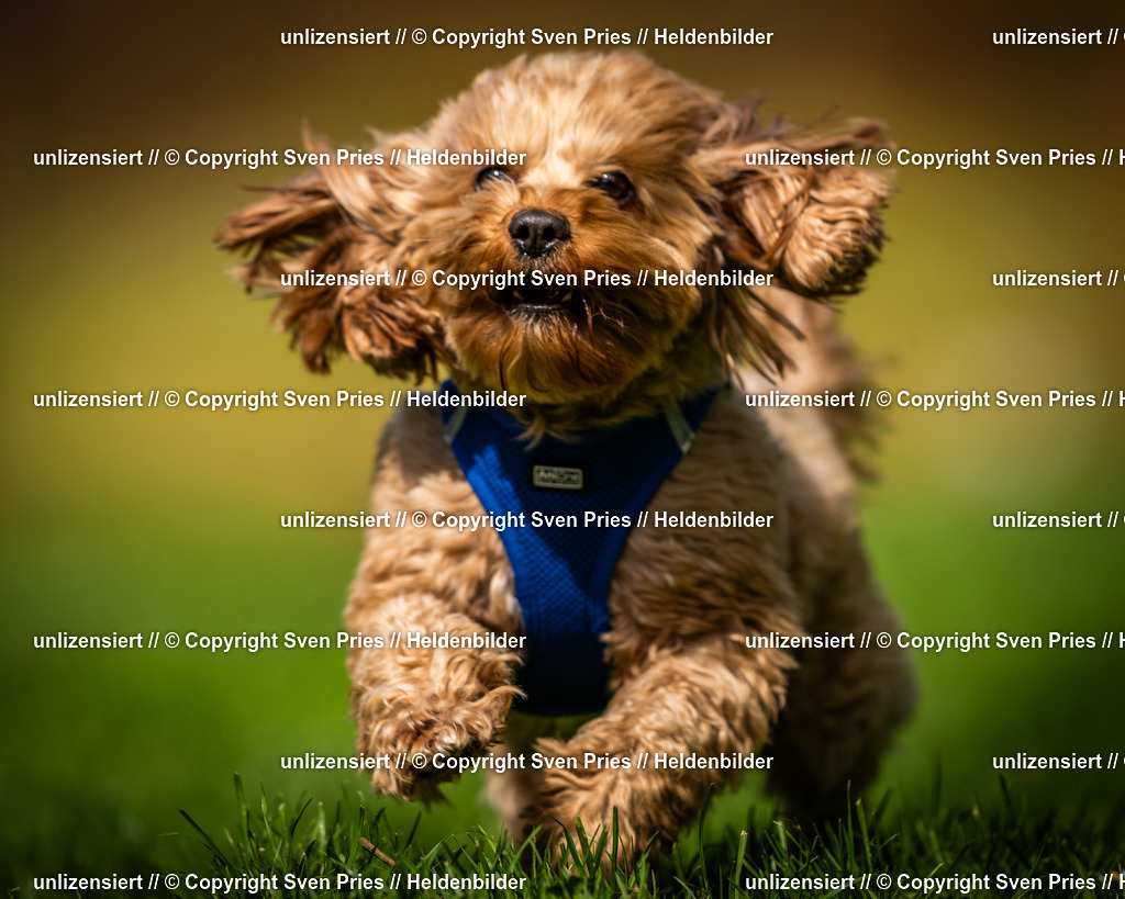 Sven Pries | 2025-04-13 - Hunderennen Baden-Baden - Realisiert mit Pictrs.com