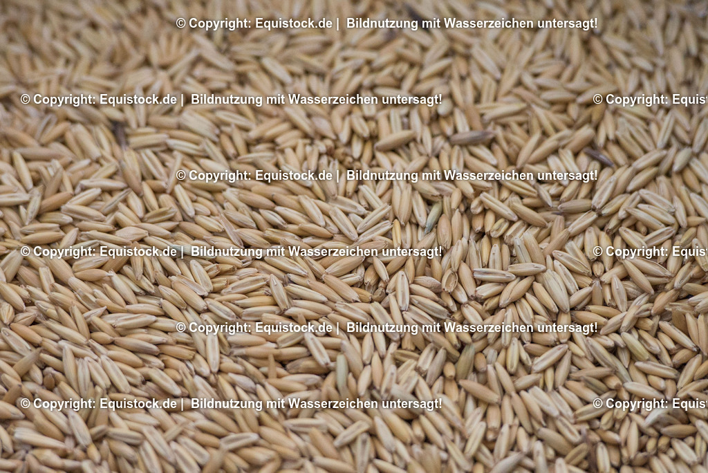 20170118_Hafer_0004-2 | Foto: Thomas Hartig