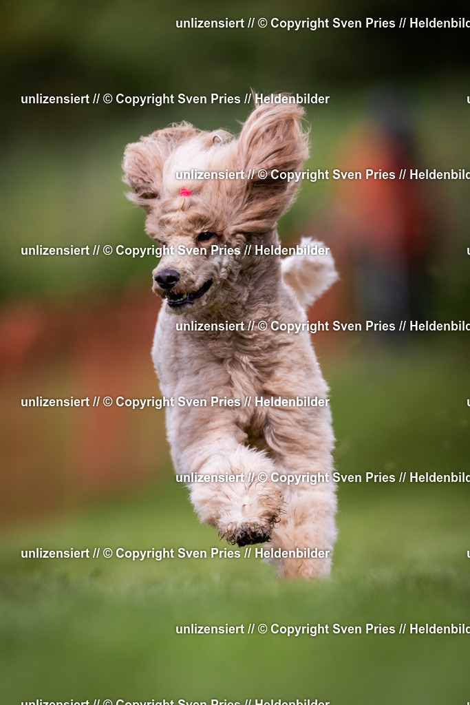 Sven Pries | 2024-04-21 - Hunderennen Baden-Oos
Foto: Sven Pries - Realisiert mit Pictrs.com