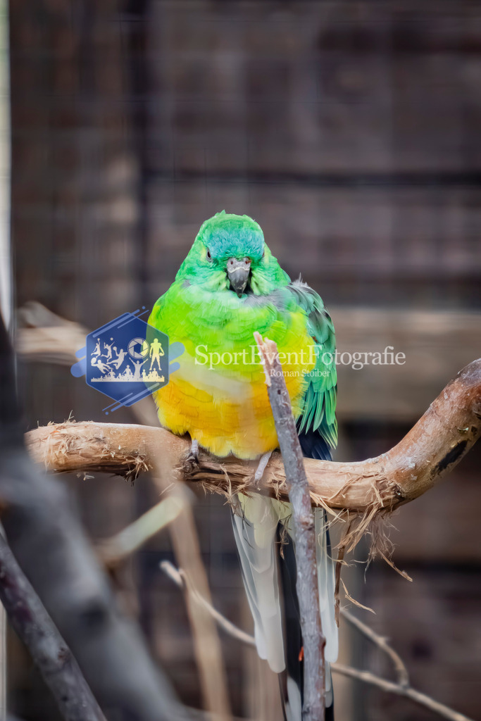 IMG_3170 | SportEventFotografie - Roman Stoiber