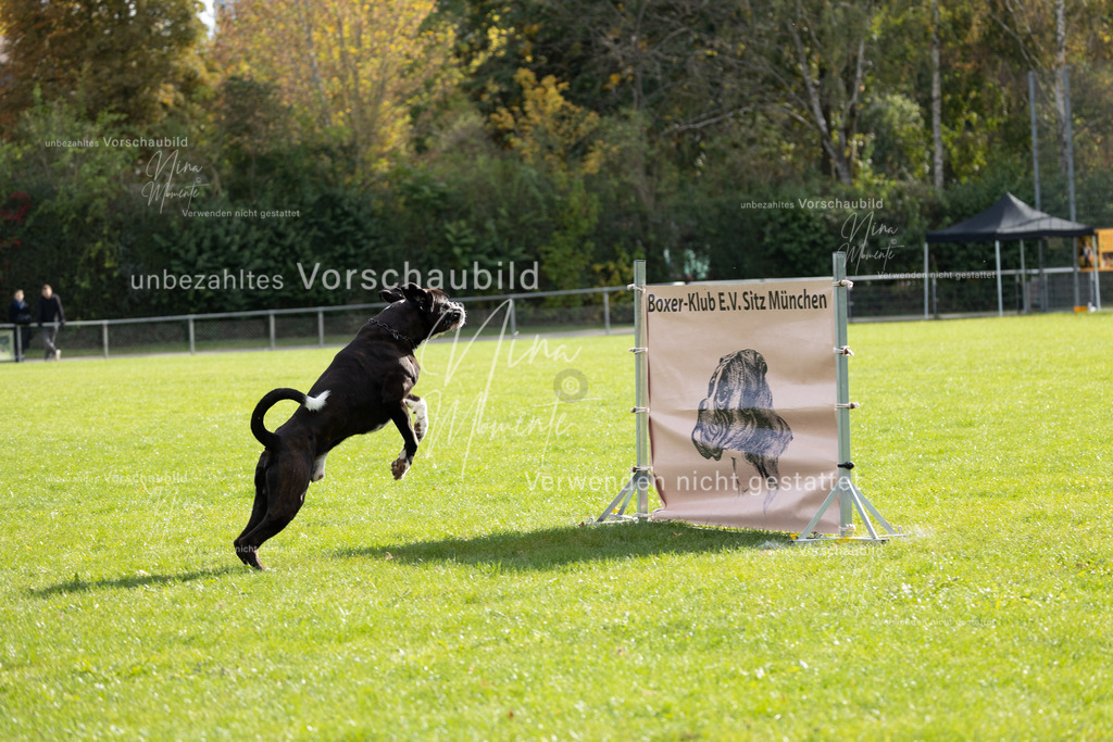 _16A6669 | Einzigartige Fotos von Hunden & Menschen –Actionfotos, Portraits, Vereinsaufnahmen & Paarshootings – authentisch, lebendig & mit Herz.