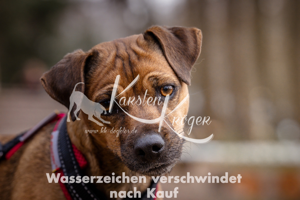 1603_ZZ92337 | kk-dogfotos