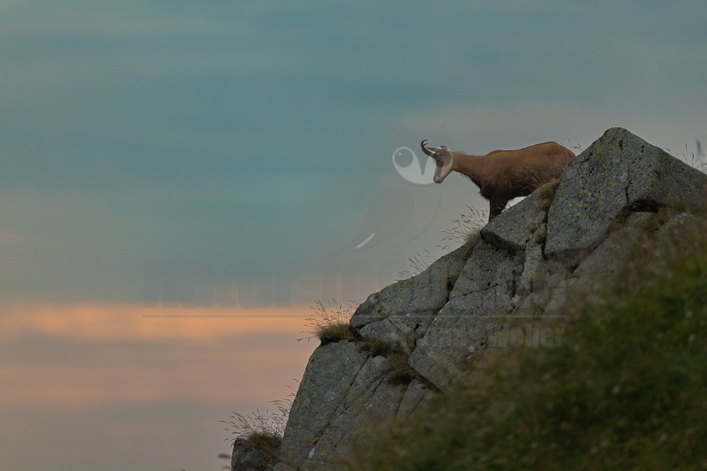 _5NF1296_20250706 | Eine Gämse (Rupicapra rupicapra) steht auf einem felsigen Vorsprung und blickt in die Ferne, während der Himmel in den Farben der Abenddämmerung leuchtet. Das Tier ist in einem ruhigen Moment festgehalten, hoch oben in seiner natürlichen Umgebung. - Realisiert mit Pictrs.com