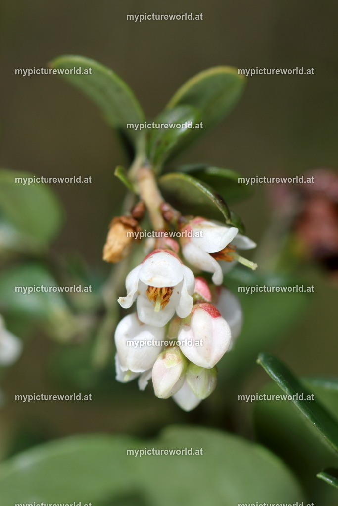 Preiselbeere-007 | Das Bilderarchiv über Tiere, Planzen und Landschaften. In der Bilddatenbank finden Sie ein große Auswahl an hochwertigen Bilder für Ihre Werbung - Realisiert mit Pictrs.com