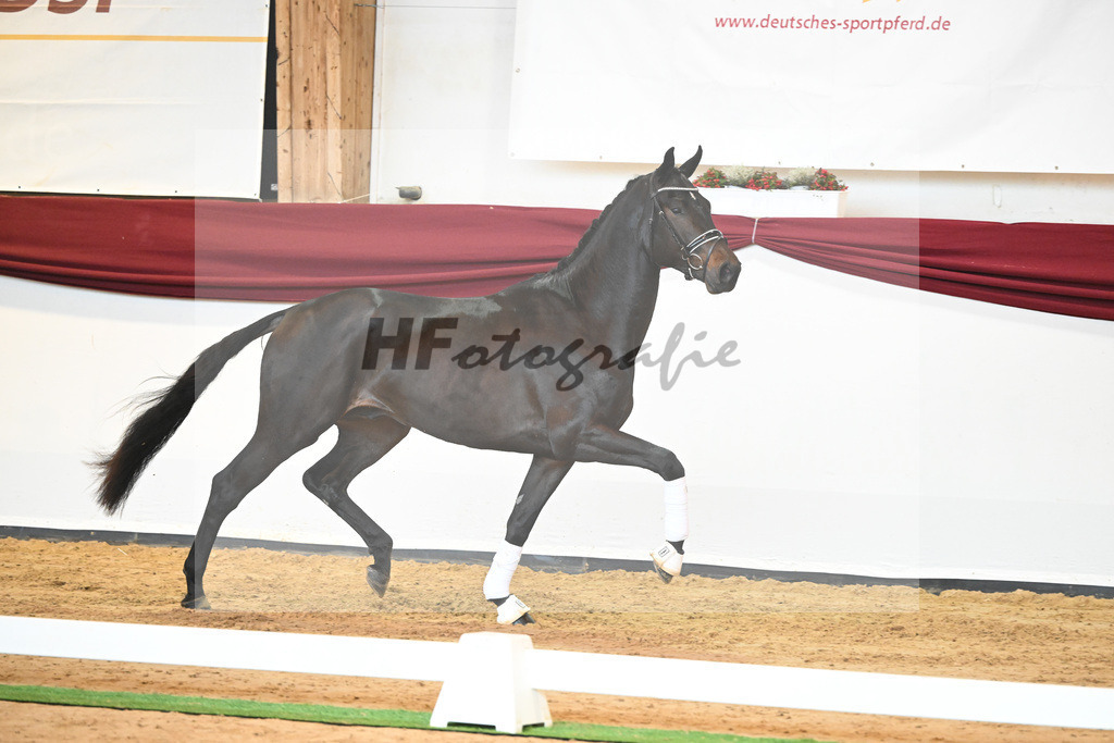 Kat-Nr. 40 v. Lord Europe_Bergmann_66221884 | hf-fotografie - Realisiert mit Pictrs.com