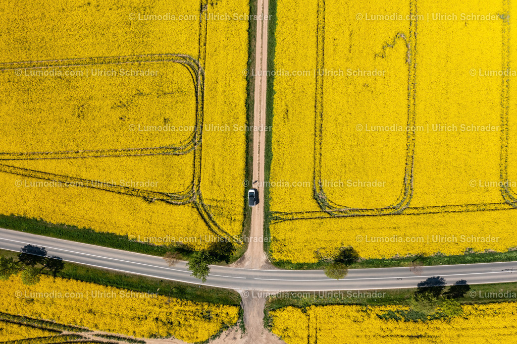 10049-51934 - Blühende Rapsfelder | Stockfoto und Bilderpool mit Bildmaterial aus Deutschland, dem Harz, Halberstadt, Quedlinburg, Wernigerode und weltweit. Qualitativ hochwertige und professionelle Fotos anschauen und kaufen. - Realisiert mit Pictrs.com