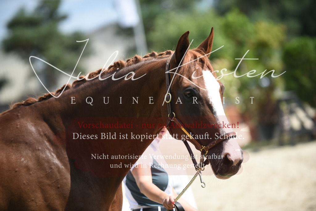 DSC_8998 | Pferde- und Turnierfotografie in Westsachsen. Pferdeportraits, Auftragszeichnungen und intuitive Kunst.