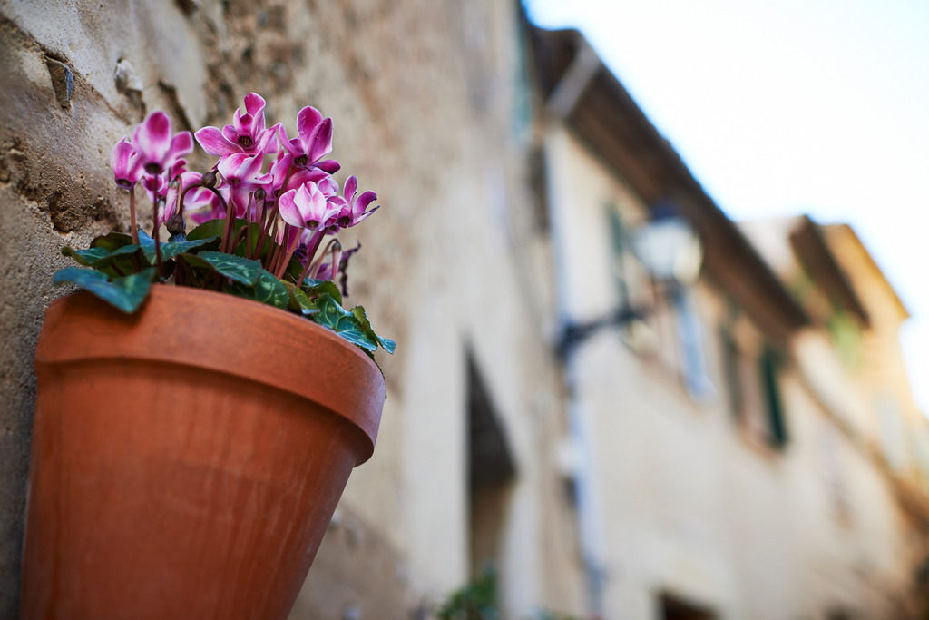 Blumenschmuck an der Wand | Valldemossa, Spanien - January 01, 2014: Blumenschmuck an der Wand. - Realisiert mit Pictrs.com